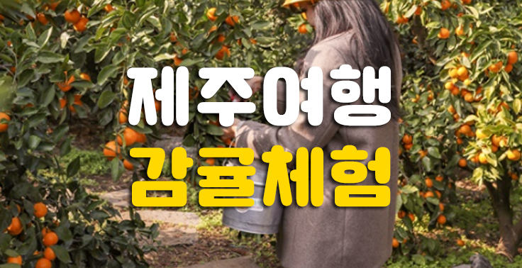제주여행 감귤농장 감귤따기체험 『감귤체험』